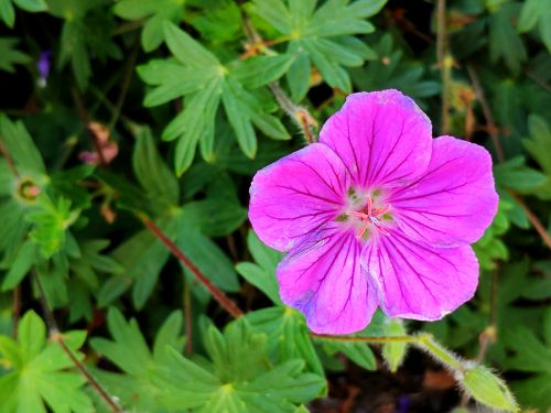 Purple Flower