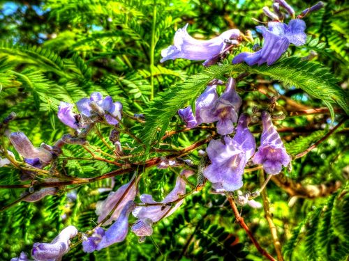 Purple Flower