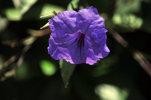 Purple Flower