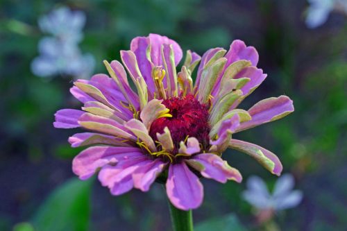 zinnia purple flower summer