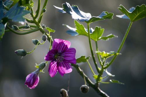 Purple Flower