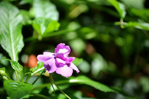 purple flower flower on sunlight bloom