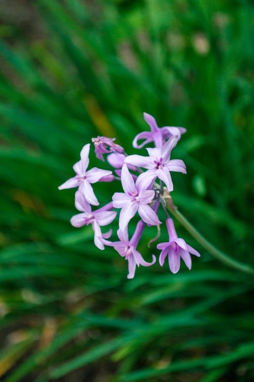 purple flower plant nature