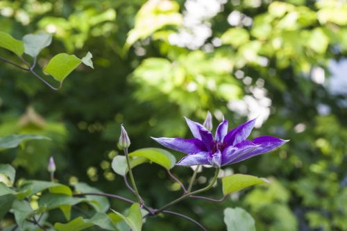 purple flower floral plant