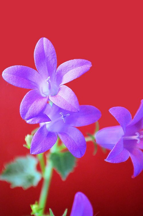 purple flower nature floral