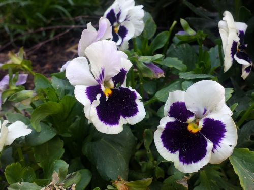 purple flower white flower garden