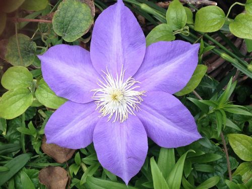 purple flower blossom flower