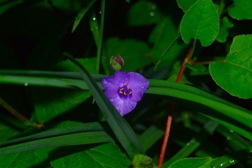 purple flower dew rain