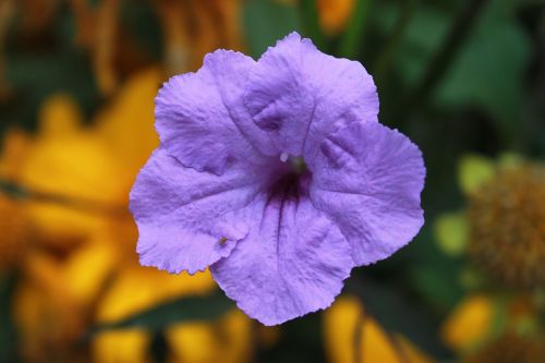 purple flower plant garden