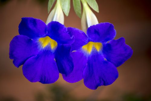 purple flower flowers gardening