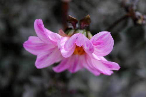 purple flower top view blossom