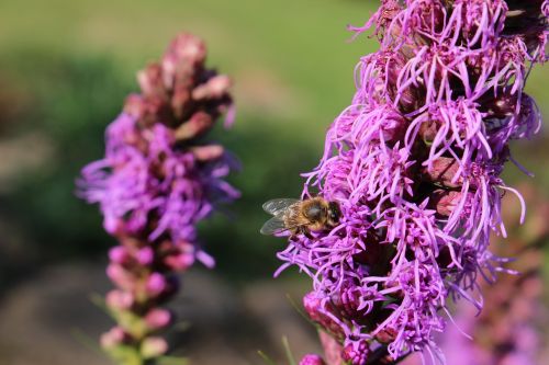 purple flower bee flora