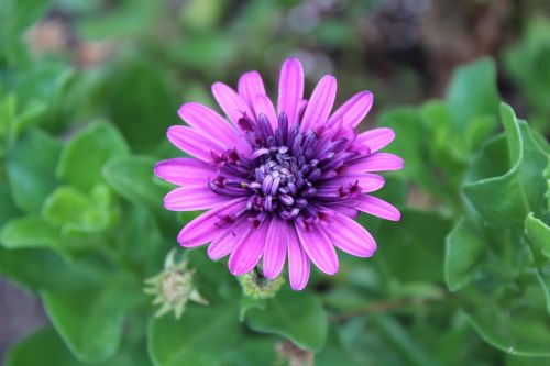 purple flower close up shot flower