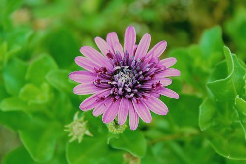 purple flower close up shot flower