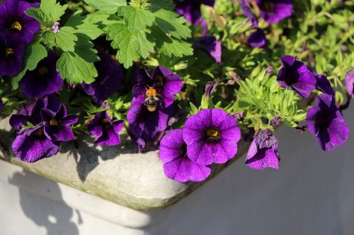 purple flower plant violet