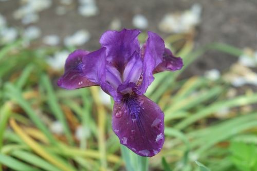 purple flower plant close