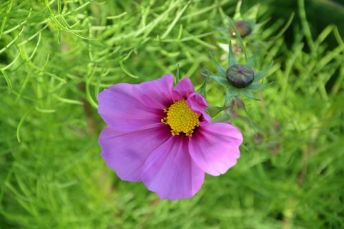 purple flower button flower green leaves