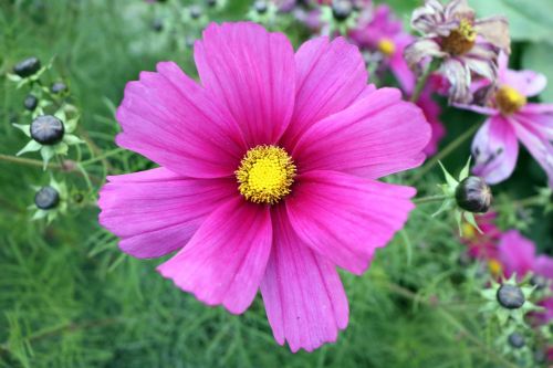 purple flower pink flower purple