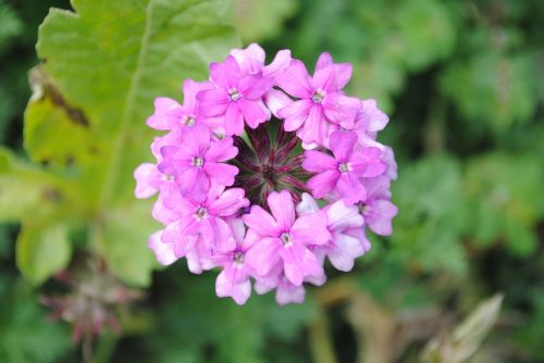 purple flower small flower flora