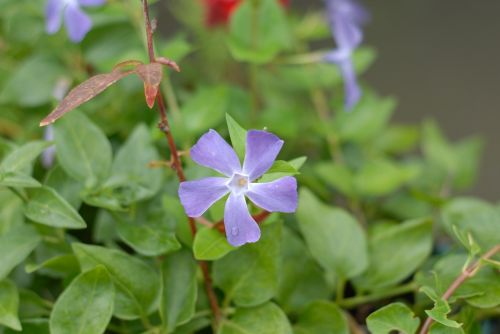 purple flower flowers spring