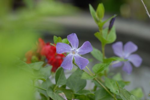 purple flower flowers spring