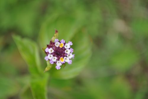 purple flower texture background