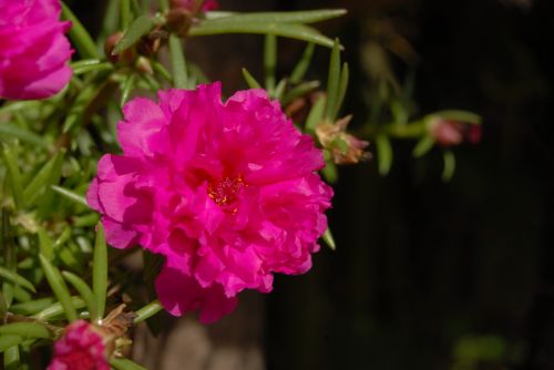 purple flower plant wild