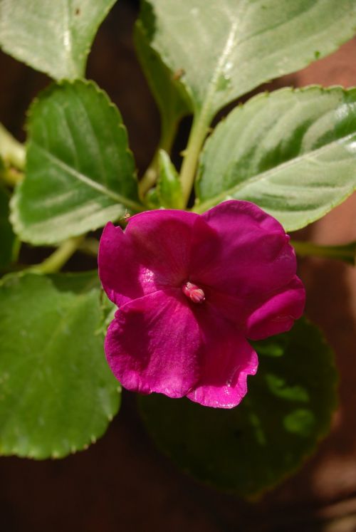 purple flower flowers regional