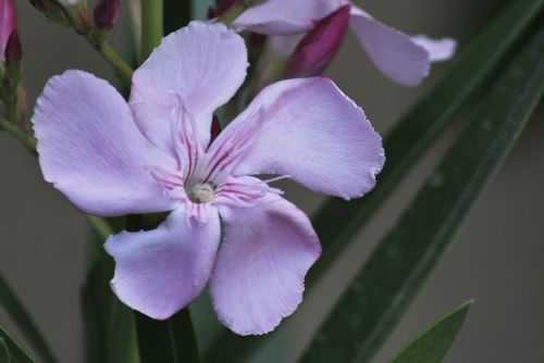 purple flower regional wild