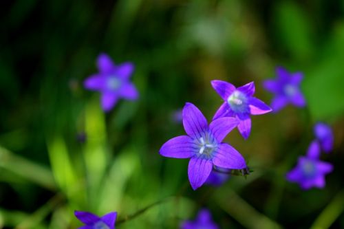 purple flower macro nature