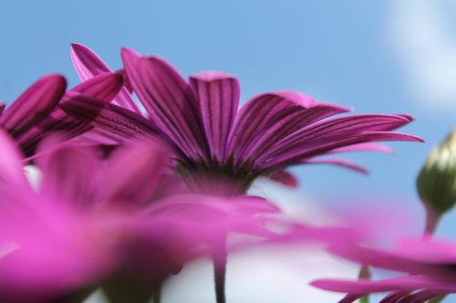 purple flower blue sky purple