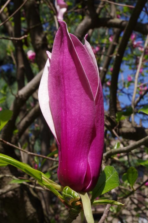 purple flower flower magnolia