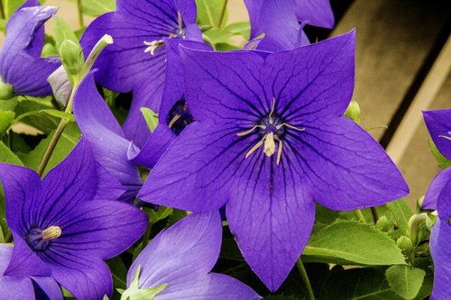 purple flower  petunia  flower