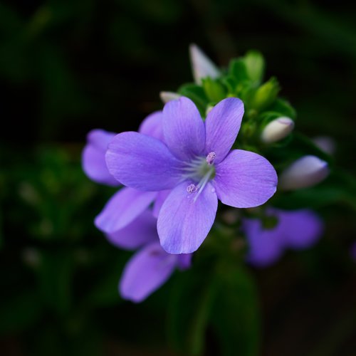 purple flower  nature  pink