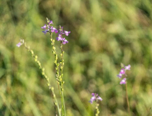 purple flower  close up  field