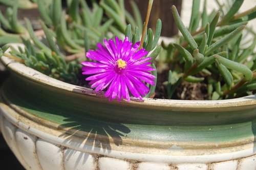 purple flower  succulent plant  bloom