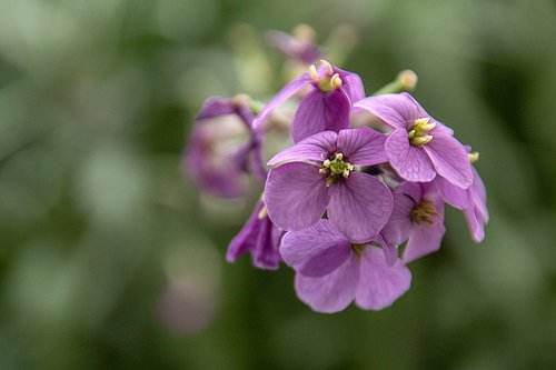 purple flower  garden  flower