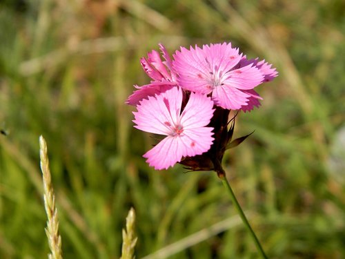 purple flower  mountains