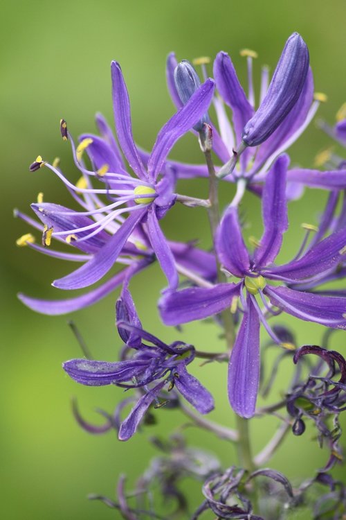 purple flower  close up  plant