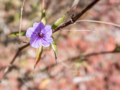 purple flower  ruella  close up