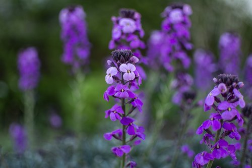 purple flower  flower  spring