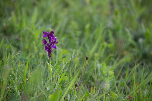 purple flower  wild flower  purple