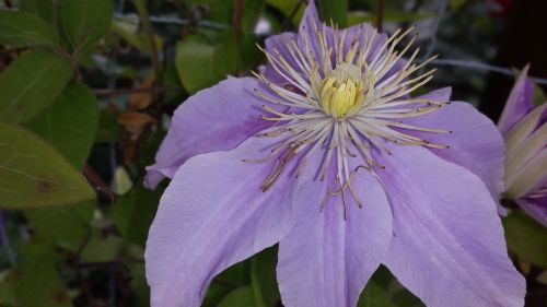 purple flower flower purple blossom