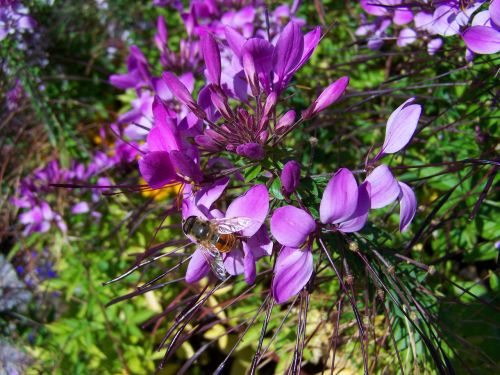 purple flower bee insect