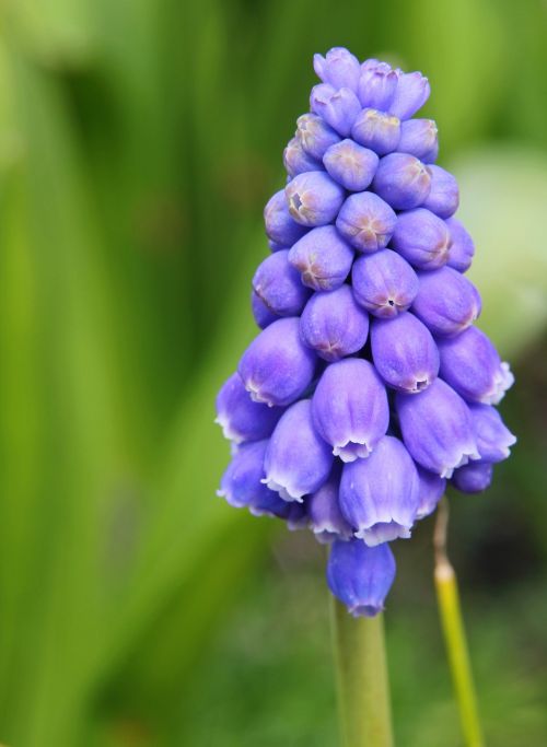 hyacinth muscari purple flower