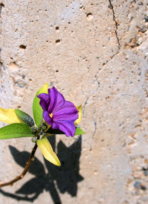 Purple Flower Against Cracked Wall