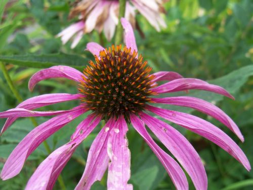 Purple Flower Closeup