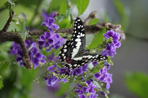 Purple Flower In Blossom, Singapore