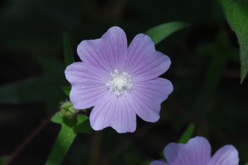 purple flower regional alache wild