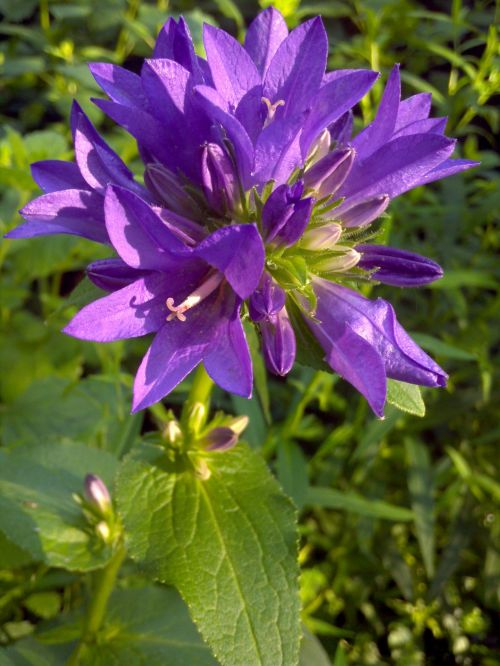 Purple Flower Sunlight